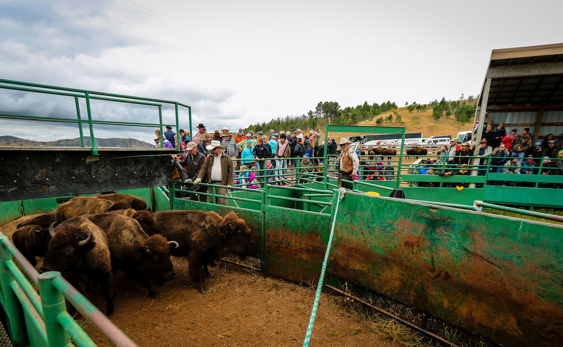 54th Annual Buffalo Roundup at Custer State Park